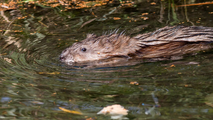 otter in the water