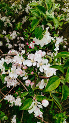 Flowers and buds of an apple tree in spring.