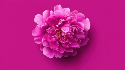 Obraz premium A beautiful pink flower showcases its delicate layers and rich hues, set against a solid deep pink background. The vibrant petals highlight natural beauty and elegance