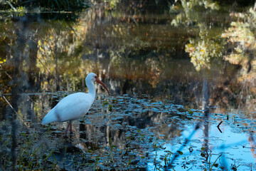 white stork in the water