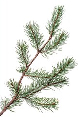 Obraz premium PNG Fresh pine branch isolated on a white background.