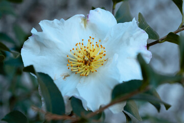 white and yellow flower