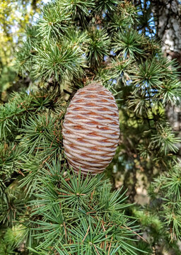 Atlas cedar, Cedrus atlantica - a two-year-old cone on a tree branch
