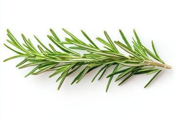 Fototapeta premium PNG Fresh rosemary sprig displayed on a white background.