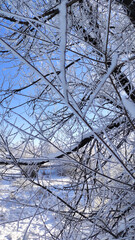 The sky through the snow-covered tree branches.