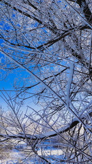 Obraz premium The sky through the snow-covered tree branches.