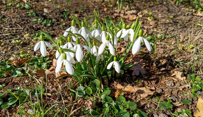 Galanthus nivalis - early blooming spring flowers, primroses - ephemeroids, Ukraine