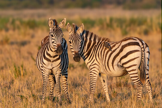 The zebras and the bird
