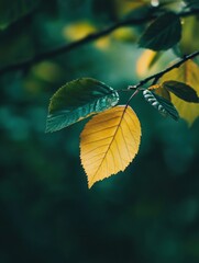 Obraz premium Close-up of green and yellow leaves on a tree branch with blurred forest background