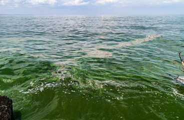 Strong bloom of water with blue-green algae, ecological disaster, pollution of the Black Sea