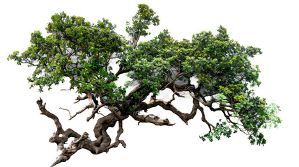 Chinese Banyan: Isolated on a transparent background, top view.