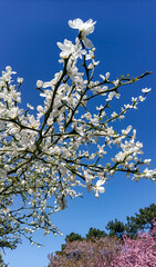 Poncirus trifoliata - Evergreen poncirus bush blooming with white flowers on the background of the blue sky with clouds