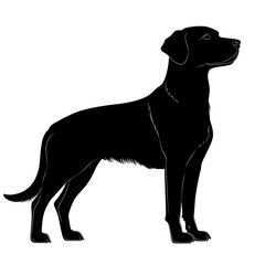 Fototapeta premium 2D full body illustration full body shot of a Chesapeake Bay Retriever dog silhouette isolated on a white transparent background