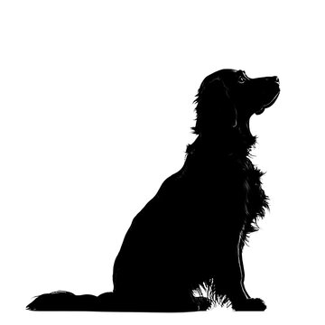 2D full body illustration full body shot of a Field Spaniel dog silhouette isolated on a white transparent background