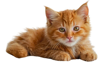 Adorable fluffy ginger kitten lying down with attentive eyes, perfect for pet-related stock images, online content, and social media posts.
