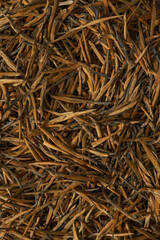 A CloseUp view of Dried Pine Needles arranged upon the Forest Floor in natures setting