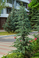 Young Cedrus Atlantica Glauca tree, also known as Blue Atlas Cedar on one of the streets of resort...