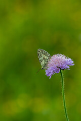 Marbled Whie Butterfly Feeding on Field Scabious