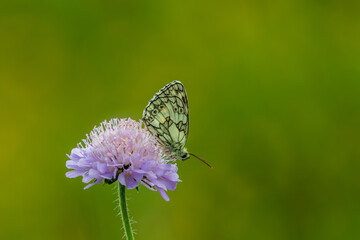 Marbled Whie Butterfly Feeding on Field Scabious