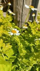 daisies in the grass