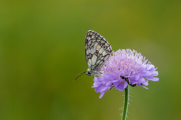 Marbled Whie Butterfly Feeding on Field Scabious