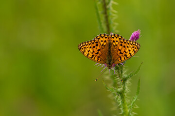 Dark Green Fritillary on Knapweed