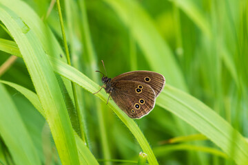 Ringlet Butterfly on a Grass Stem