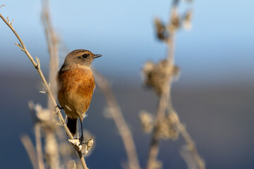 Stonechat (Saxicola rubicola), Found in Open Grasslands and Coastal Areas Across Europe