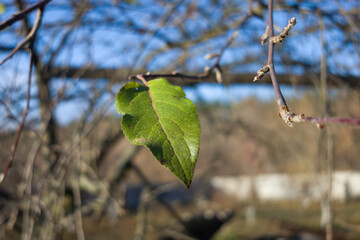 Single green leaf on a branch against a blurred background of trees and sky.