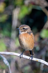 Stonechat (Saxicola rubicola), Found in Open Grasslands and Coastal Areas Across Europe