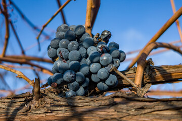 Sun-drenched dark grapes clinging to a weathered vine against a bright blue sky.
