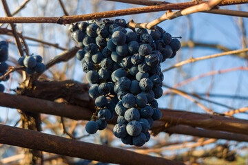 Sun-dried grapes hanging on a vine, ready for harvest.  Autumn colors and textures.