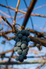 Dark grapes hanging from a vine against a clear blue sky. Autumn harvest scene.