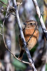 Stonechat (Saxicola rubicola), Found in Open Grasslands and Coastal Areas Across Europe