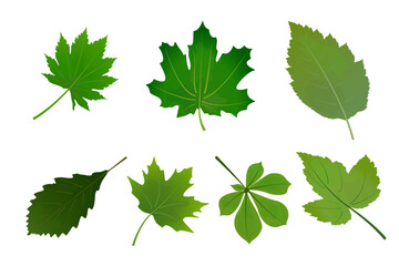 Set of vector design elements from collection of natural, green leaves oak, maple, birch, chestnut. Decorative beauty elegant illustration for design. For nature-themed designs eco-friendly projects