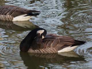 goose, canada, bird, big, nature, wildlife, park, autumn, mornin