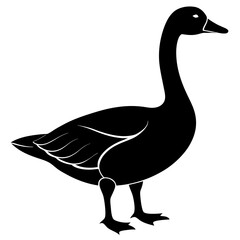 duck isolated on white