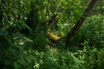 eagle in the forest