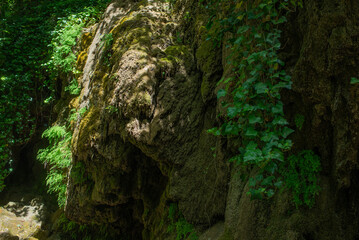 Obraz premium moss covered tree
