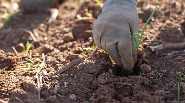 Male hands planting plants in the soil