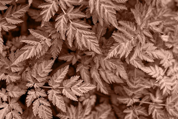 Texture background from leaves. Demonstrating color of 2025 year mocha mousse