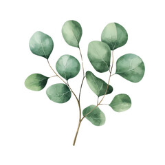Eucalyptus branch with green leaves, perfect for nature themed designs. isolated on transparent background