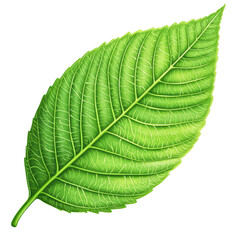 Obraz premium Vibrant green leaf with detailed veins, showcasing nature beauty and texture. Perfect for environmental themes and botanical designs. isolated on transparent background