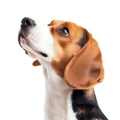 Beagle dog with expressive eyes looking upwards against transparency background isolated on transparent background