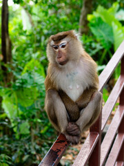 Macaque monkey relaxing in the jungle at Monkey Hill, Phuket, Thailand