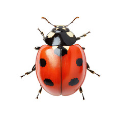detailed of ladybug with vibrant red shell and black spots, showcasing its unique features and textures. isolated on transparent background