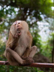 Funny thinking macaque monkey posing in the jungle at Monkey Hill, Thailand