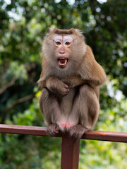 Fototapeta premium Angry macaque monkey showing its teeth in the jungle at Monkey Hill, Phuket, Thailand