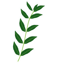 Obraz premium Decorative brunch with green leaves illustration art