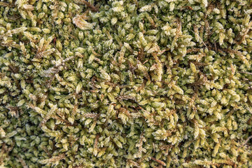 arrière plan avec de la mousse un matin d'hiver, texture agréable, ressources graphique pour conception, png en transparence